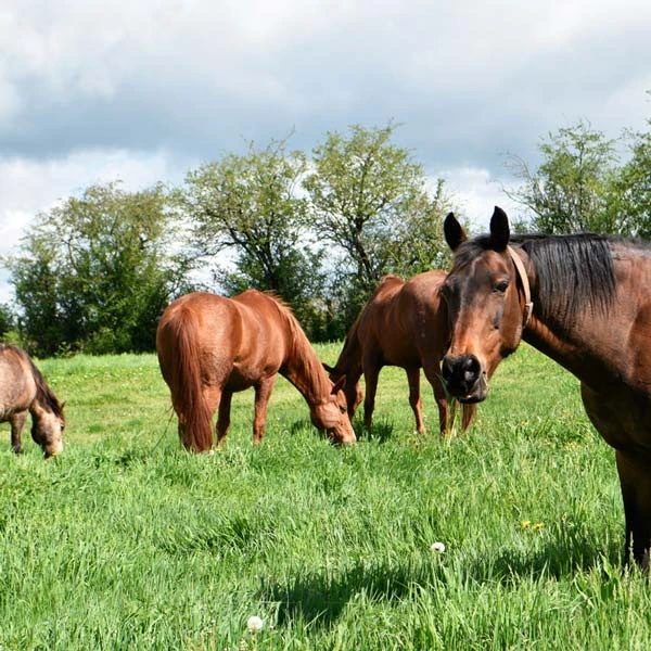 Pension pour chevaux à Saint-Étienne-Cantalès, Cantal